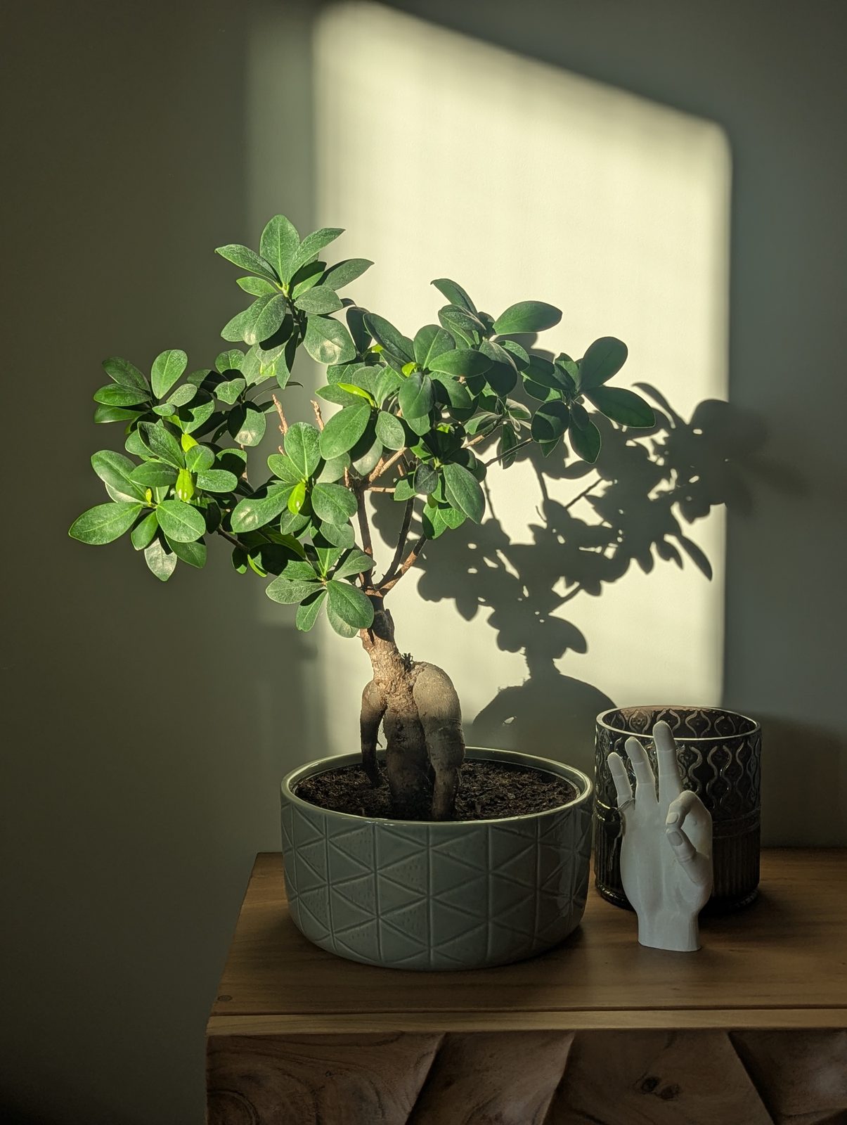 Ficus bonsai in a sunlit window with a ceramic hand ornament